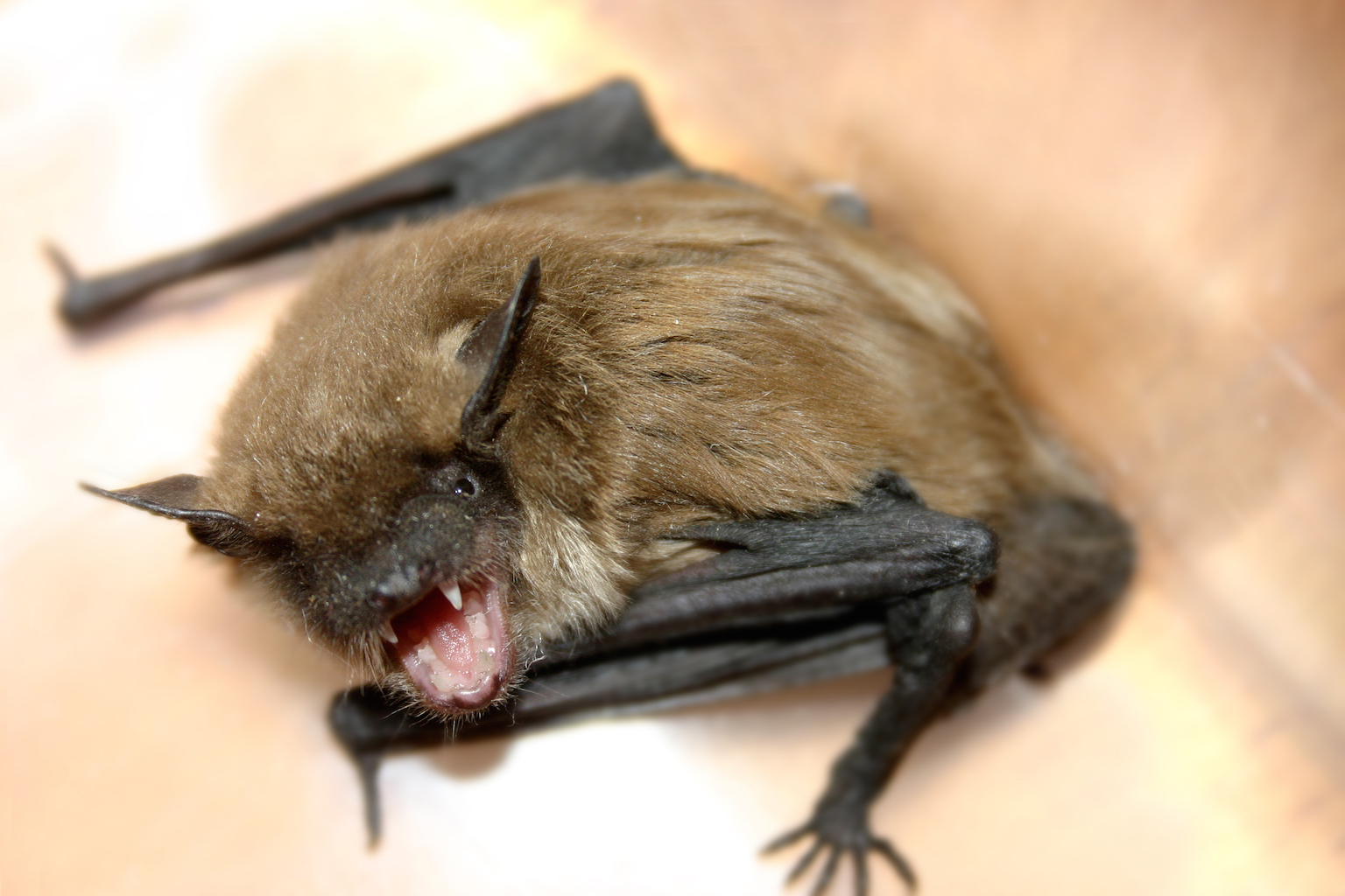 A brown bat baring its teeth.