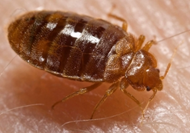 A closeup view of a bedbug.
