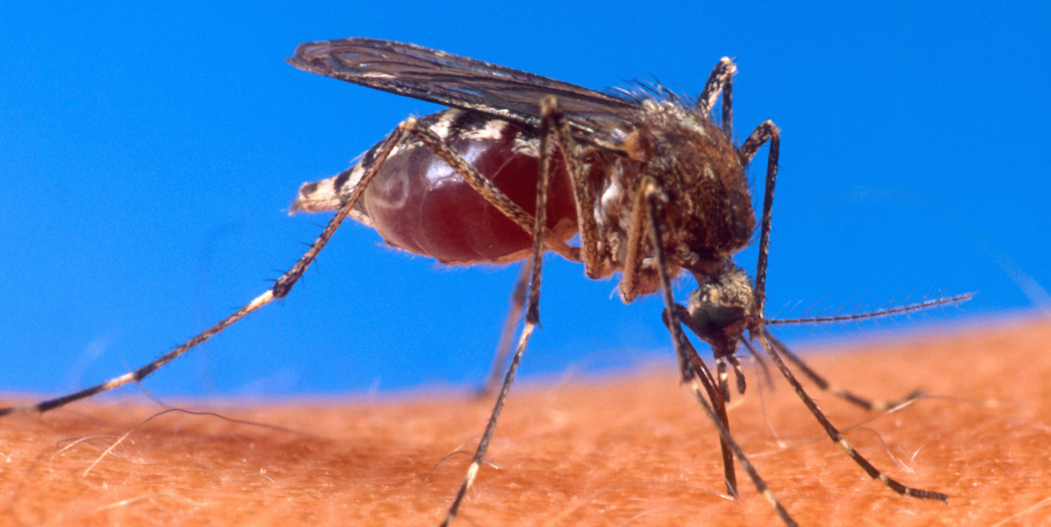 A close up of a mosquito with its proboscis in a person's arm.