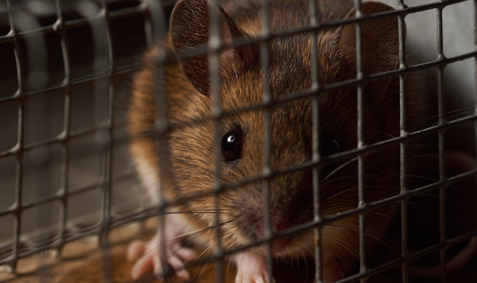 A mouse behind wire mesh.
