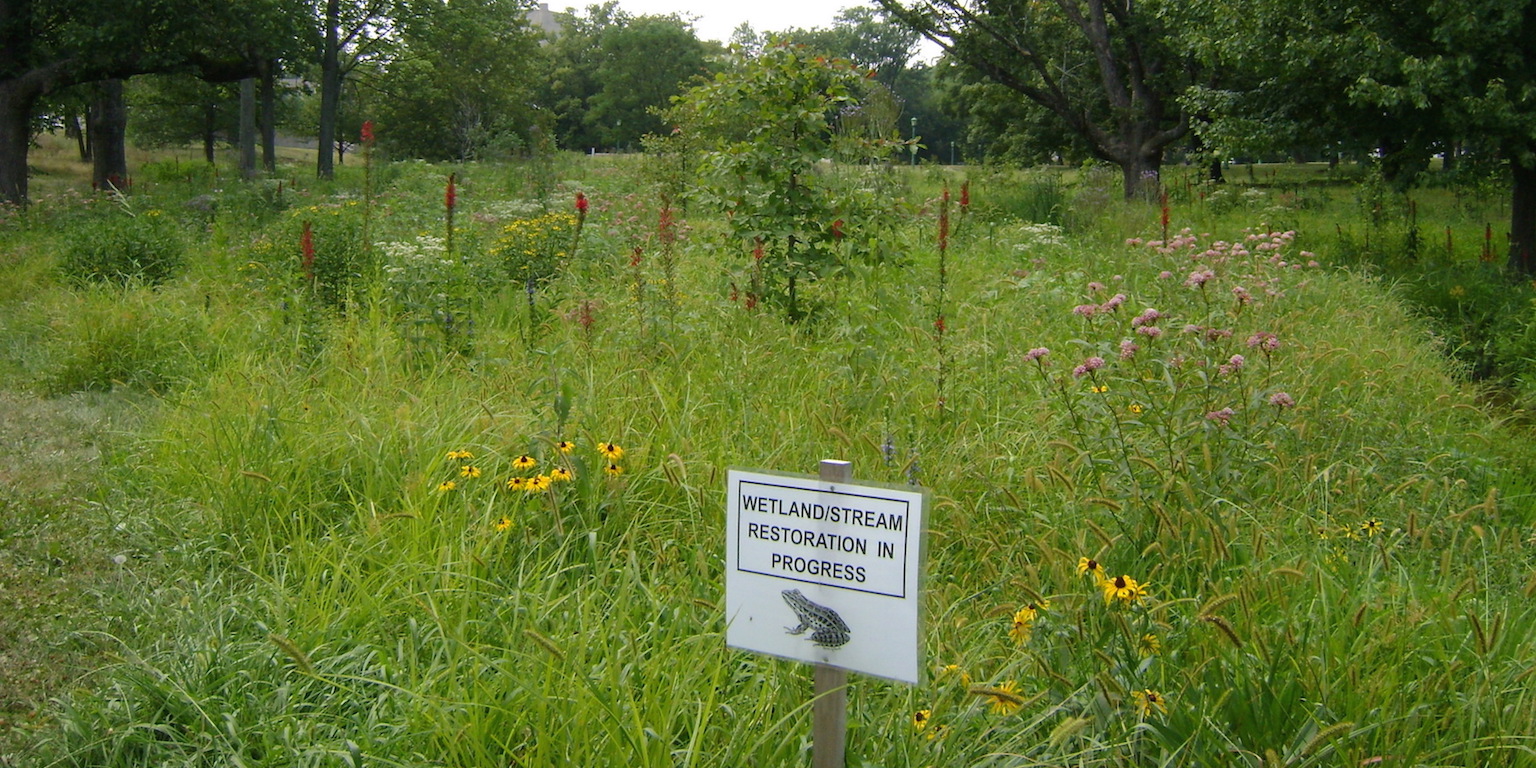 High grasses with a sign that says "wetland/stream restoration in progress"